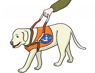 Blindenhund führt eine Person.