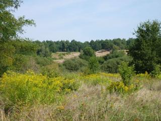 Döberitzer Heide Blick auf eine Wiese im Naturschutzgebiet.