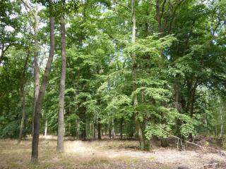 Wildpark Blick in einen Wald.
