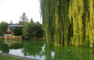 Kanal mit Uferbegrünung und einem großen Weidenbaum.