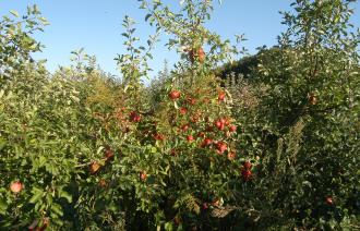 Apfelbaum mit reifen Äpfeln. 
