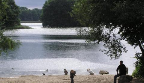 Bade-Strand am Groß Glienicker See Entenvögel und 2 Personen am Ufer des Badestrandes.