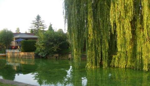 Grube Kanal mit Uferbegrünung und einem großen Weidenbaum.