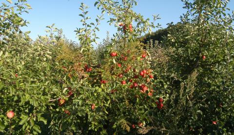 Obst-Baum in Satzkorn Apfelbaum mit reifen Äpfeln.